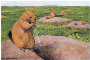 Chiens de prairie à queue noire gardant les pelouses courtes pour des vues dégagées - Louis Agassiz Fuertes
